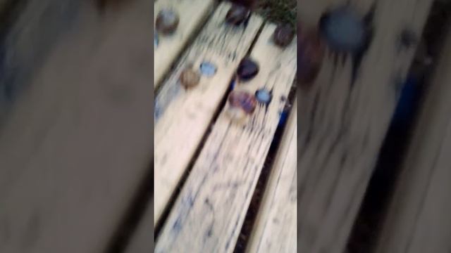 Соревнования улиток. смотреть онлайн