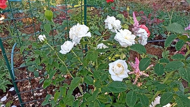Цветут самые стойкие розы? Магия роз в июле. смотреть онлайн