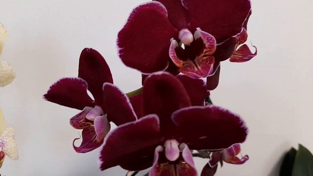 Цветение орхидей в январе ❤️🔥❤️🔥❤️🔥 Orchid blossoms in January смотреть онлайн