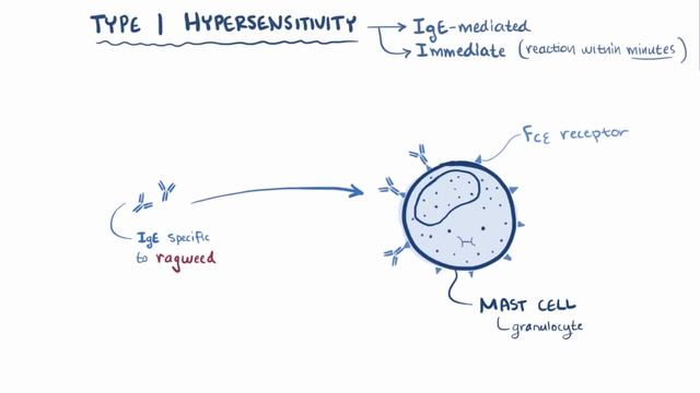 Type I hypersensitivity (IgE-mediated hypersensitivity) - causes, symptoms, pathology смотреть онлайн