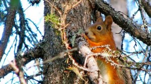 релакс красивая, душевная музыка  таинственный лес природа севера