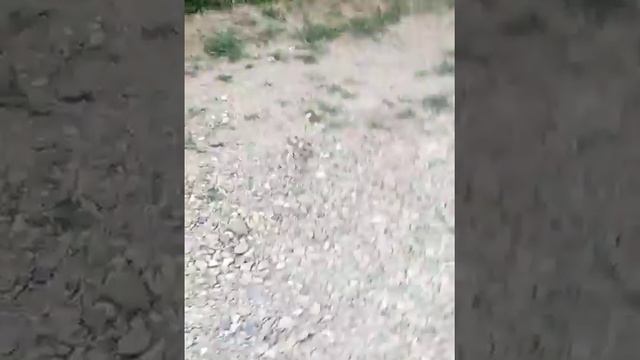 Помогли котёнку смотреть онлайн