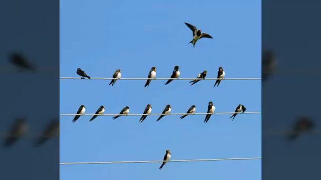 19.08.2020 г. КБР Майский р-н ст. Котляревская смотреть онлайн