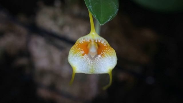 Masdevallia strobellii и Masdevallia Angel Frost ‘Old Court’ смотреть онлайн