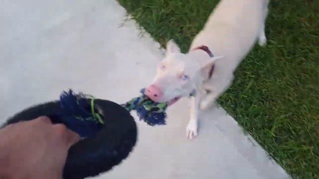 The white doberman pinscher смотреть онлайн