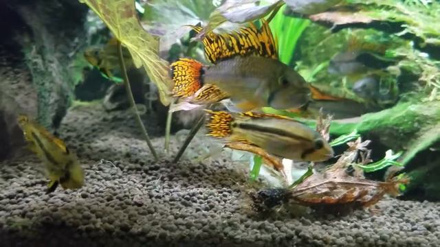 Apisto cockatoo school смотреть онлайн