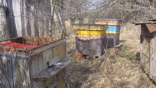 Первая весенняя ревизия на пасеке. Проверка состояния семей. Первая работа пчёл после зимовки.