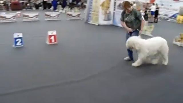 Таволги Цвет Желанна САСИБ Пермь 27.01.2018 смотреть онлайн