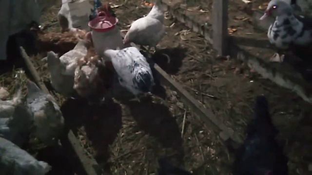 Вечерняя прогулка с детьми🙂 Кормление 🐔 смотреть онлайн