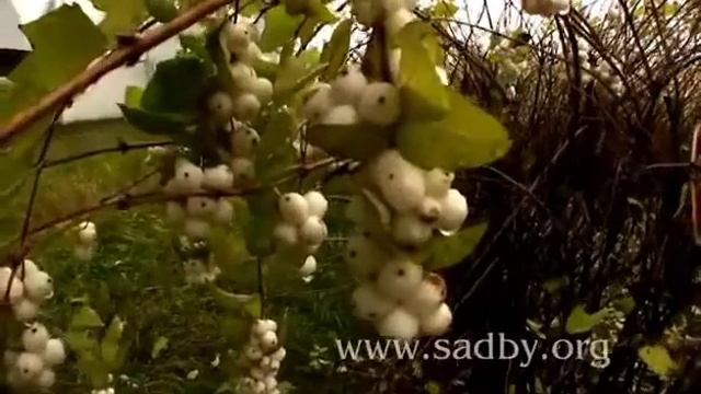 Обрезаем Снежноягодник. Уроки Николая Рабушко. Обрезка деревьев и кустарников. Видеоурок. смотреть онлайн