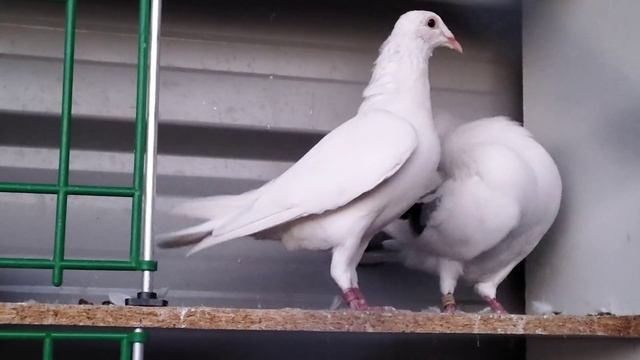Pigeon Mating