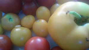 VID_20240904_151645.mp4