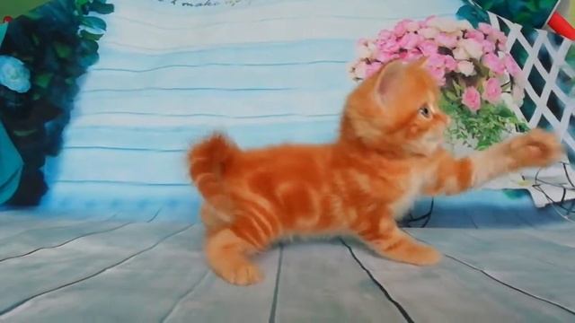 Шотландские котята. Белорусский питомник. смотреть онлайн