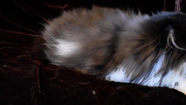 Meet Magnolia, a Beautiful Black and White Persian Kitten смотреть онлайн