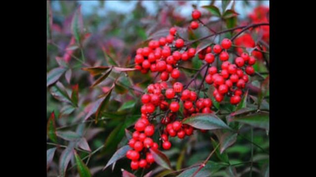 Gulf Stream Heavenly Bamboo | Nandina domestica смотреть онлайн