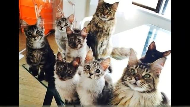 Посетили Cat café Lviv (Кэт Кафе).Кафе,в котором живет более 20-ти кошек. смотреть онлайн