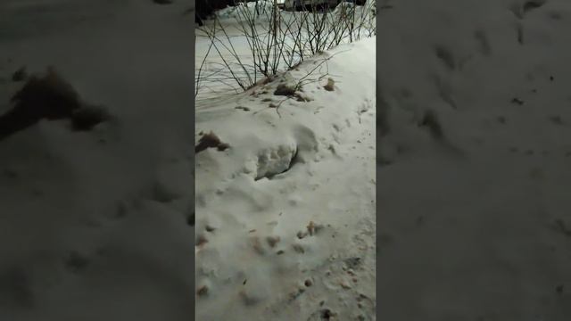 Ночь, Луна, сугробы,снег. смотреть онлайн