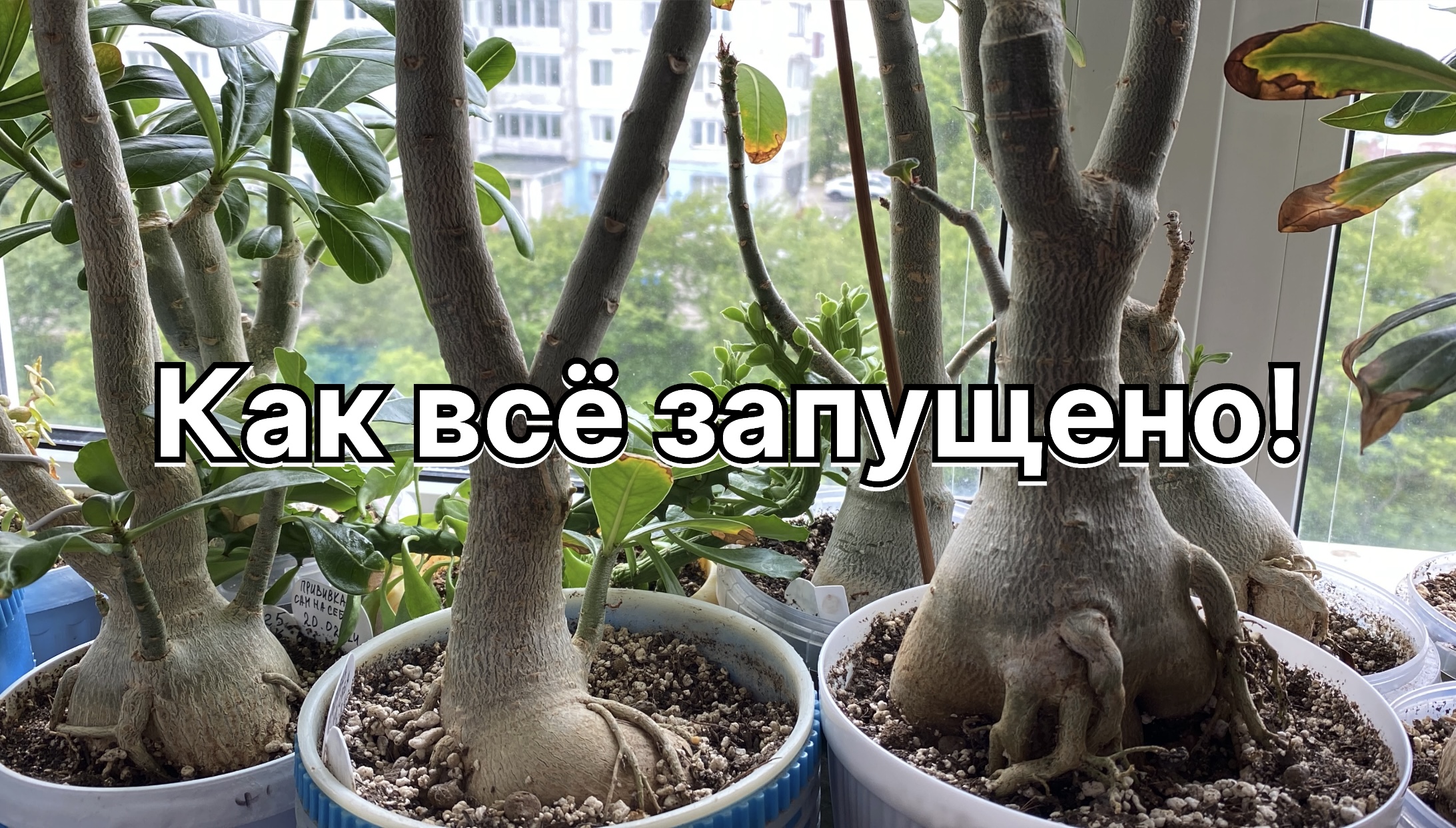 Что случается с цветами когда до них дела нет!? 21 июня 2024 г. смотреть онлайн