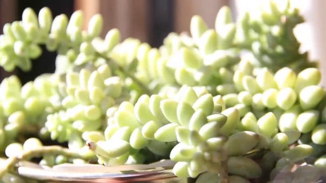 Sedum morganianum "Burro's Tail" Care | A Plant A Week смотреть онлайн