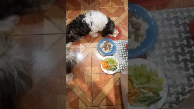 🐶🐶🐶Кипешонок и Фюджик кушают 🐶🐶🐶\Wonderful ShihTzu#пес #щенок #собака#шитцу смотреть онлайн