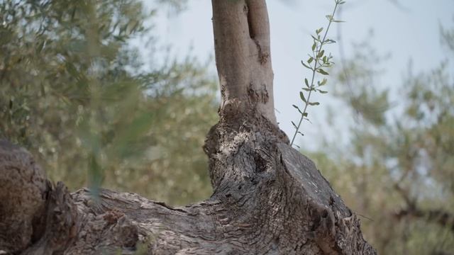 Summer of Code Ep.2 ☀️ - Big Brain Idea ? смотреть онлайн