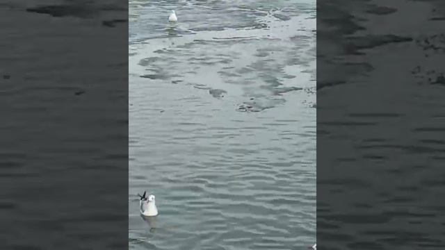 Азовское море! смотреть онлайн