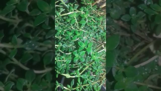 Thymus citriodorus ~ Spring Rain ~ Tomilho-limão e a chuva de primavera смотреть онлайн