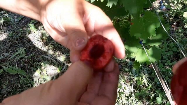 В ГОСТЯХ У ЛЮДЫ И САШИ .ОБЗОР МАЛИНЫ И ЕЖЕВИКИ смотреть онлайн