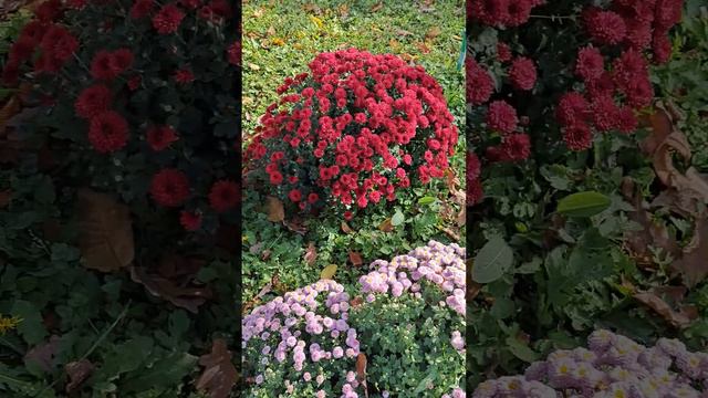 Кустовые хризантемы #uzbekistan #travel #цветы смотреть онлайн