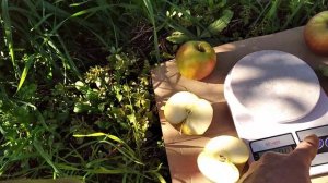 Яблуня Чемпіон Рено.