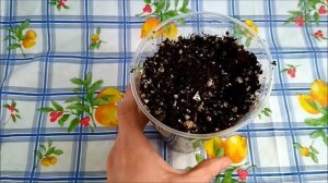 Как посадить и вырастить Джекфрут из косточки