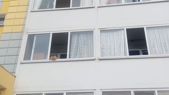 Вечерняя прогулка на балконе рыжего кота/Кот на балконе видео смотреть онлайн