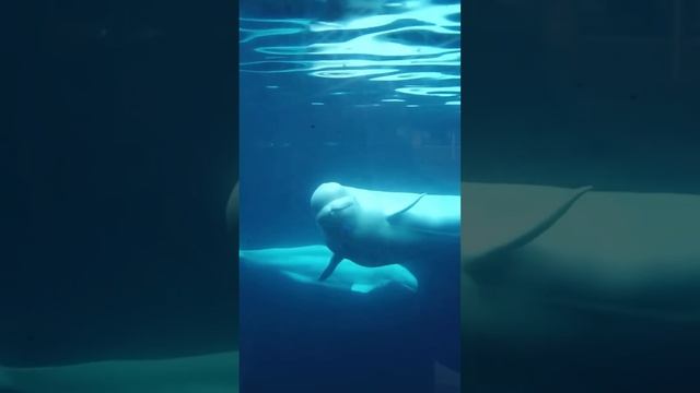 У этого кита мягкая дыня #Shorts смотреть онлайн