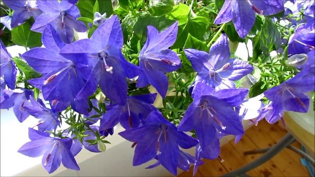 Выращивание кампанулы