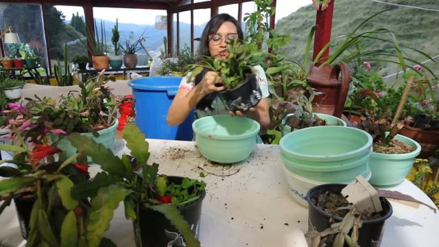 CACTUS DE NAVIDAD: Trasplante anual, cómo hacerlos florecer y por qué se caen sus hojas | Candy Bu смотреть онлайн