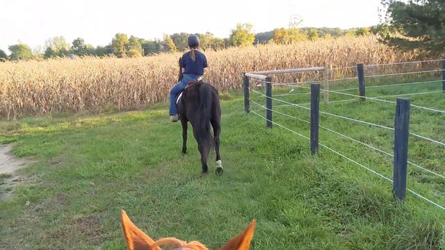 Intake evaluation for Doc, Luna, and Pepper with junior riders смотреть онлайн