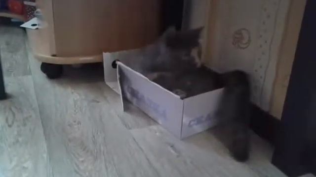 Моя Масянька грызёт коробку(((( смотреть онлайн