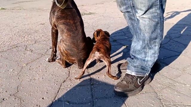 отправка/последнего щенка в г. Днепр/Немецкие боксеры/sending/the last puppy to Dnipro/German boxer смотреть онлайн