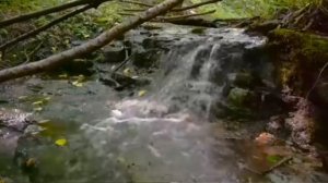 МАТРИЦА П.П. ГАРЯЕВА ИСЦЕЛЕНИЕ КОСТЕЙ И МЫШЦ (instruction in English in the description)