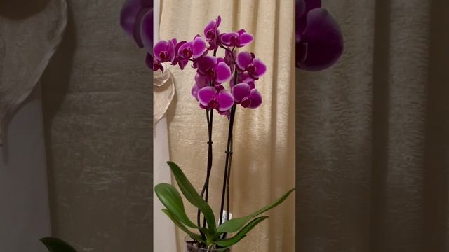 Что необходимо сделать, чтобы орхидеи долго цвели. Из опыта смотреть онлайн