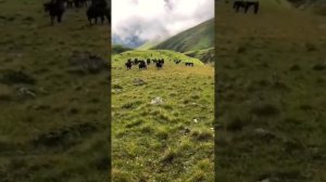 Карачаевцы самое древнее племя на Кавказе