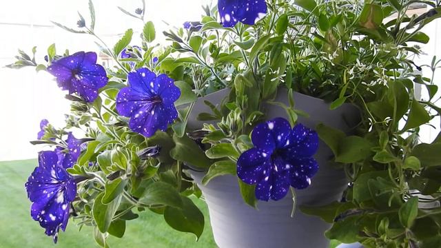 #Petunia night sky hanging basket at the front porch #Beaumont #Alberta #Canada смотреть онлайн