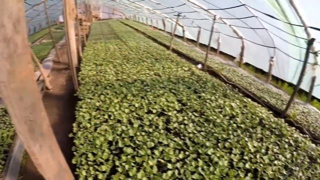 Дыня - серия 3. Активный рост рассады. Готовность рассады дыни к высадке