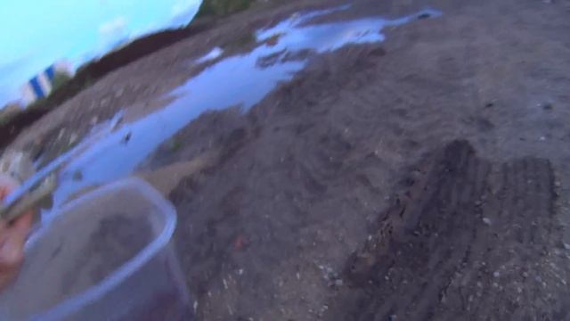 Дождевые черви vermitechnologii.ru путешествуют парами 17.05.2016 1 смотреть онлайн