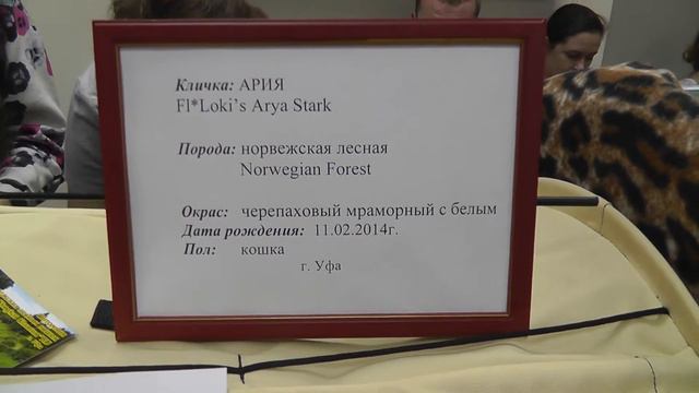 26.07.2014 ВЫСТАВКА КОШЕК в Казани 02528 смотреть онлайн