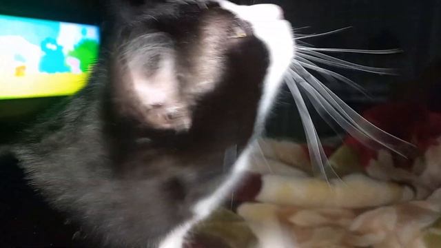 Чёрно-белый Кот готовиться вздремнуть смотреть онлайн