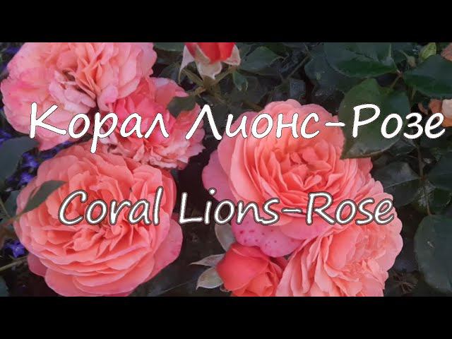 Корал Лионс-Розе (Coral Lions-Rose). Северо-Запад.