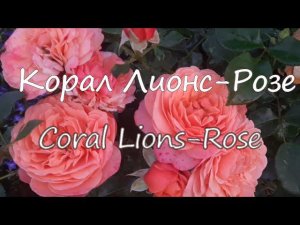 Корал Лионс-Розе (Coral Lions-Rose). Северо-Запад.