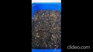 Камнеломка от А до Я. От посева до высадки в грунт.