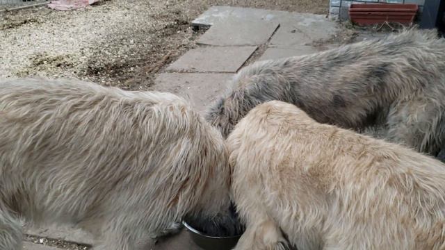 Irish Wolfhounds eating dinner. 20 months they still share. Lola Rumour & Carlos Santana смотреть онлайн